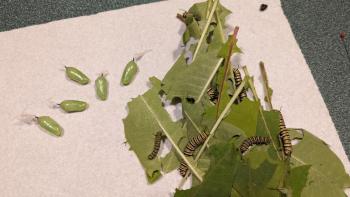Caterpillars in different stages, some in chrysalis. Julie Roberts photo