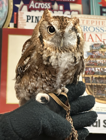 Willow, the screech owl. Courtesy of Laurie Brown