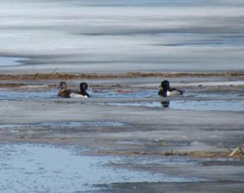 Ring-necked ducks normally begin arriving in Maine in March and April, showing up in open areas along the edges of lakes and ponds as these ones did on Cobbosseecontee Lake in Monmouth in April of 2017. Courtesy of Jeff Wells #bird-column, #Jeff and Allison Wells, #boothbay register, #ring-necked ducks, #kennebec river, #climate change