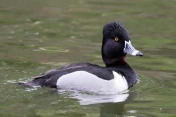 With their dark head, chest, and back, gray sides and white stripe around the bill, drake ring-necked ducks are striking and elegant birds. Photo by Becky Matsubara courtesy of Wikimedia Commons #bird-column, #Jeff and Allison Wells, #boothbay register, #ring-necked ducks, #kennebec river, #climate change
