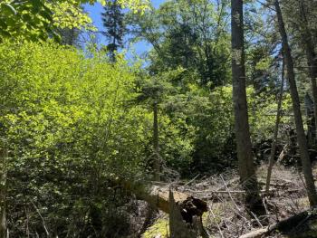 Complete understory in woodlands of glossy buckthorn. Courtesy of Knox-Lincoln Soil & Water Conservation District
