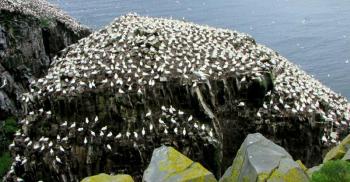 Northern gannet nesting colony at Cape St. Mary's, Newfoundland, one of the six nesting colonies of the species in North America. Many gannets were oiled by the Deepwater Horizon oil spill, as they migrate to the Gulf during the winter months. Photo by D. Gordon E. Robertson, courtesy of Wikimedia Commons. #bird-column, #BP oil spill, #jeff and allison wells, #boothbay register, #maine, #birds
