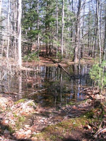 The trail to the House-Day cemetery plot before the bog bridge was installed. Courtesy of Coastal Rivers