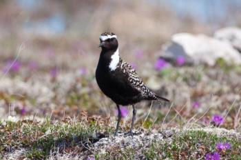 An American Golden-Plover in breeding plumage is rather magnificent but we rarely see them in this plumage here in Maine. Photo by Peter Wilton courtesy if Wikimedia Commons. #bird-column, #jeff and allison wells, #boothbay register, #tullik’s odyssey, #birds, #maine, #american golden-plover