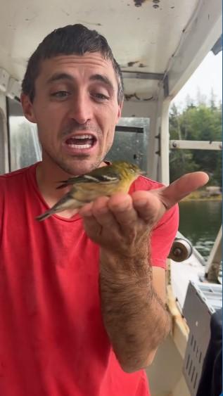 Lobsterman who witnessed birds seemingly falling from the sky, a scene shared on a TikTok video. #bird-column, #hurricane-lee, #jeff and allison wells, #maine, #birds, #lobsterman, #boothbay register