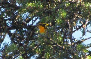 A blackburnian warbler is gorgeous wherever you get to see it. This one was photographed on its breeding grounds in Manitoba but in September, the remnants of Hurricane Lee brought to Ireland the first one ever recorded there. Photo by Jeff Wells.
#bird-column, #Jeff and Allison Wells, #birds, #maine, #boothbay register, #blocker, #hurricane lee, blackburnian warbler