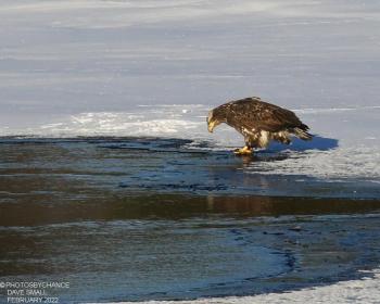 Look for bald eagles along the edge of the ice in Maine’s large rivers. Chances are, they’ll be looking for an opportunity to grab a free meal. Courtesy of Dave Small #bird-column, #Jeff and Allison Wells, #boothbay register, #birds, #maine, #Kennebec, #bald eagle