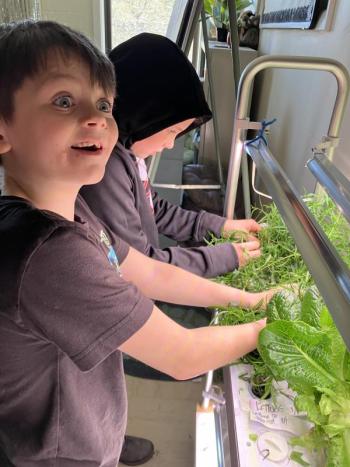 Austin Shirey, left, and Skyler Wahlstrom harvest the mountain mint in Wiscasset Elementary School’s hydroponic growing system. Becky Hallowell photo