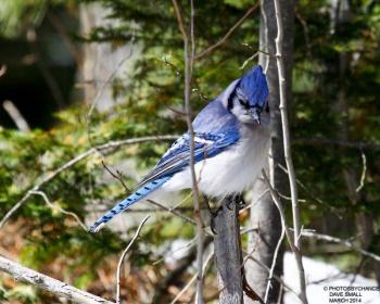 It’s easy to take a stunning but common bird like the blue jay for granted. However, many birds that were once common have now become hard to find. Courtesy of David Small #bird-column, #boothbay register, #blue jay, #Jeff and Allison Wells, #birds, #maine