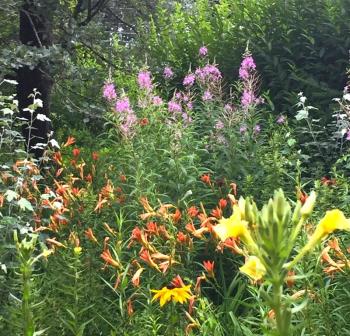 Backyard last summer. LISA KRISTOFF/Boothbay Register
