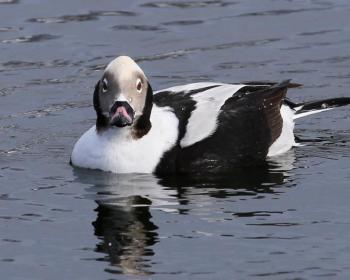 Long-tailed ducks were among the winter species still lingering a bit longer before heading off to their Arctic and Boreal breeding grounds. Courtesy of Dave Small #bird-column, #boothbay register, #jeff and allison wells, #maine, #birds, #migration, #long-tailed ducks