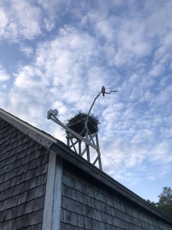 #bird-column, #boothbay register, #jeff and allison wells, #birds, #maine, #hog island, #osprey