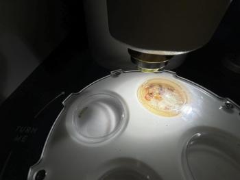 Close up of a specimen under the microscope. LISA KRISTOFF/Boothbay Register
