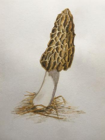 Morel shroom. Illustration by Hilary E. Bartlett