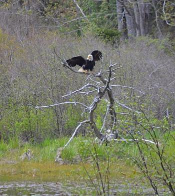 The eagle has landed. KEVIN BURNHAM/Boothbay Register