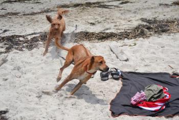 Catch me if you can. Two dogs have some fun on Hendricks Head Beach, Southport. KEVIN BURNHAM/Boothbay Register