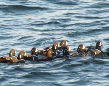 Harlequin ducks in eastern North America nest along rocky streams in Quebec, Newfoundland and Labrador, and western Greenland and move south in winter to the Maine coast (like these here at Two Lights State Park in Cape Elizabeth, Maine) with smaller numbers south to Maryland. Courtesy of Jeff and Allison Wells Harlequin ducks in eastern North America nest along rocky streams in Quebec, Newfoundland and Labrador, and western Greenland and move south in winter to the Maine coast (like these here at Two Lights State Park in Cape Elizabeth, Maine) with smaller numbers south to Maryland. Courtesy of Jeff and Allison Wells