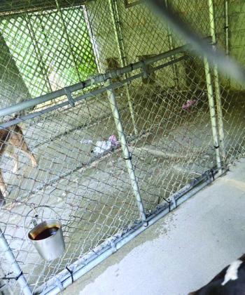 Outdoor kennels. Midcoast Humane photo Outdoor kennels. Midcoast Humane photo