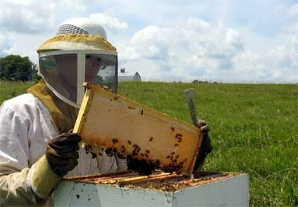 Beekeeper at work. Courtesy photo