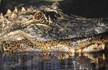 Louisiana gator (cropped) - Michael Giglia Photography