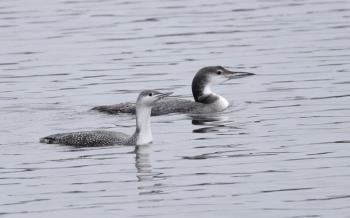Red-throated loons are smaller and paler in their winter plumage than common loons, and they hold their bill tilted up. The bird on the left is a red-throated loon and the one on the right is a common loon. Photo by Andy Reago and Chrissy McClarren courtesy of Wikimedia Commons Red-throated loons are smaller and paler in their winter plumage than common loons, and they hold their bill tilted up. The bird on the left is a red-throated loon and the one on the right is a common loon. (Photo by Andy Reago & Chrissy McClarren courtesy of Wikimedia Commons)