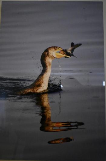 "That's A Mouthful" - cormorant -  Michael Giglia Photography