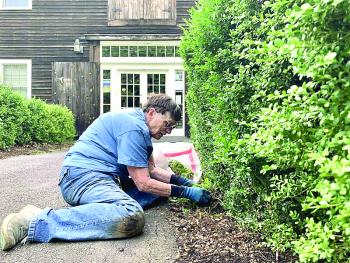  Wiscasset’s Linda Zollers pulls weeds at a Middle Street property the morning of Aug. 21. She said this work she does at a couple places is one of her passions, the other being her longtime volunteering in the archives at Wiscasset, Waterville & Farmington Railway Museum in Alna. SUSAN JOHNS/Wiscasset Newspaper 