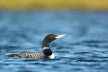 The yellow-billed loon in breeding plumage is a stunner. Maine is lucky to have had one documented record of this species that normally occurs in winter along the coast from Alaska south to Washington State. Photo by Ryan Askren,
USGS, Alaska Science Center, courtesy of Wikimedia Commons
The yellow-billed loon in breeding plumage is a stunner. Maine is lucky to have had one documented record of this species that normally occurs in winter along the coast from Alaska south to Washington State. (Photo by Ryan Askren, USGS, Alaska Science Center, courtesy of Wikimedia Commons)