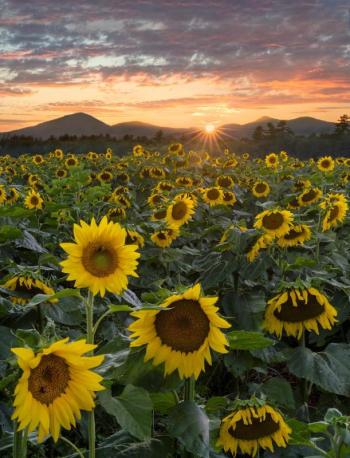 Darylann Leonard's "Field of Glory."