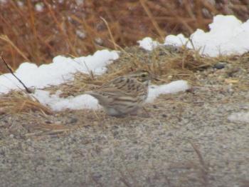 Amid the flock of more than 30 song sparrows, the authors found a few savannah sparrows, marked by their shorter tail and yellow eyebrow. Courtesy of Jeff Wells