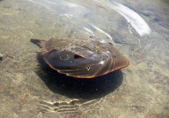 The data on horseshoe crabs collected by volunteers contribute to our understanding of these fascinating prehistoric animals and are an indicator of the health of the estuary. Courtesy of Kris Christine 