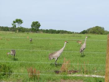 Some Florida sandhill cranes have become accustomed to humans and allow closer approach, though it's best to keep a respectful distance. (Photo courtesy of Jeff Wells)