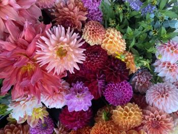 A bunch of dahlias. Courtesy of Veggies to Table
