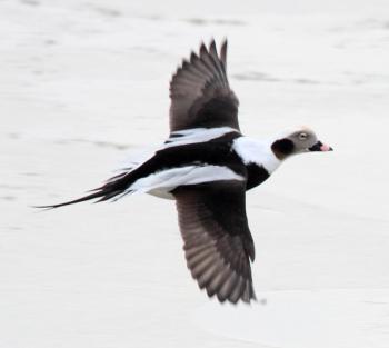 The long tail trails behind on this male long-tailed duck, a feature presumably important in the selection of a mate by the females. Photo by Dominic Sherony, courtesy of Wikimedia Commons The long tail trails behind on this male long-tailed duck, a feature presumably important in the selection of a mate by the females. (Photo by Dominic Sherony, courtesy of Wikimedia Commons.)