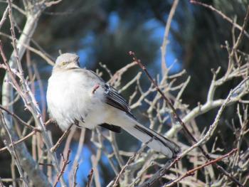 The authors once recorded a northern mockingbird that imitated not only bird songs but also a car alarm and sirens! (Photo courtesy of Allison Wells) 