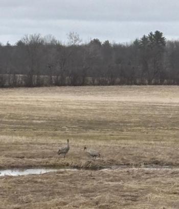 During a recent visit to their favorite local "pop-up pond," the authors finally find what they had hoped to see there for years: sandhill cranes! Courtesy of Allison Wells During a recent visit to their favorite local "pop-up pond," the authors finally find what they had hoped to see there for years: sandhill cranes! Courtesy of Allison Wells