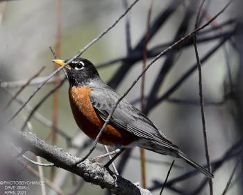 After serious declines due to over-hunting, American robin populations recovered following passage of the Migratory Bird Treaty Act of 1918. Their numbers have more recently declined, especially in the eastern U.S. and eastern Canada. Courtesy of Dave Small After serious declines due to over-hunting, American robin populations recovered following passage of the Migratory Bird Treaty Act of 1918. Their numbers have more recently declined, especially in the eastern U.S. and eastern Canada. (Photo courtesy of Dave Small)