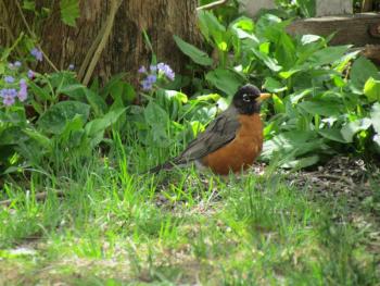 During the breeding season, American robins are one of the first birds to begin singing each morning, often breaking into song when it's still quite dark. (Photo courtesy of Jeff Wells)