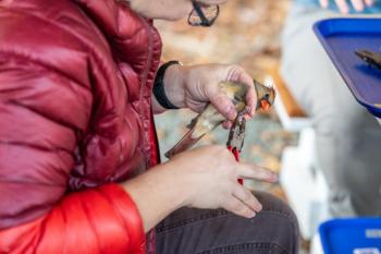 For more than 100 years, thousands of people have been affixing simple bands to the legs of birds in order to understand more about bird movements and answer other questions about their biology. Here, a bird bander is banding a northern cardinal. Courtesy of USGS For more than 100 years, thousands of people have been affixing simple bands to the legs of birds in order to understand more about bird movements and answer other questions about their biology. Here, a bird bander is banding a northern cardinal. (Photo USGS)