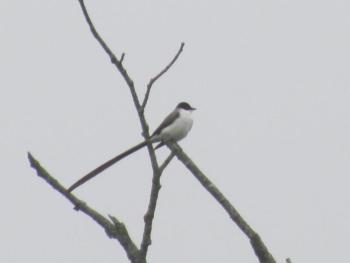 This fork-tailed flycatcher occurred at Gilsland Farm in Falmouth in 2017, to the delight of birders near and far. Courtesy of Jeff Wells