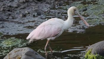 Pink birds don't occur in Maine often, but as of this writing, a roseate spoonbill is making a showing in Cutler, in Downeast Maine, about 1,200 miles from its breeding grounds in South Florida and along the Gulf Coast of Texas to western Louisiana. Courtesy of Ethan Whitaker
Pink birds don't occur in Maine often, but as of this writing, a roseate spoonbill is making a showing in Cutler, in Downeast Maine, about 1,200 miles from its breeding grounds in South Florida and along the Gulf Coast of Texas to western Louisiana. (Photo courtesy of Ethan Whitaker)