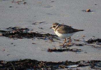Common ringed plovers nests across northern Europe and Asia, with a few nesting on Baffin Island, squarely in the Canadian Arctic. Yet one recently made an appearance in Addison, Maine, in Downeast Maine—like the roseate spoonbill, about 1,200 miles out of range but in the opposite direction! (Photo courtesy of Tom Aversa)avut, Canada. Just like the roseate spoonbill, that’s about 1200 miles from coastal Maine, just in the opposite direction. Baffin Island is squarely in the Canadian Arctic.  
