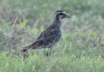 American golden-plovers, like this adult still showing some vestiges of breeding plumage photographed in fall on Aruba, are strong flyers that travel incredible distances from north to south each fall and back in the spring. An individual banded in Utqiagvik (formerly Barrow), Alaska, in June 2009 was found thousands of miles away on the island of Aruba (off the northern coast of South America) in October 2009. Courtesy of Michiel Oversteegen www.birdwatchingaruba.com