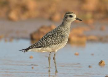 Juvenile American golden-plovers, with their distinctive golden speckling on the back and wings, migrating south from the Arctic for the first time do so without the guidance of their parents. They are more apt to wander off track and also stay farther north later in the year than adults do. Courtesy of Michiel Oversteegen www.birdwatchingaruba.com