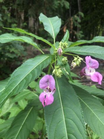 Plant