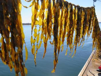 Kelp by Brittney Honisch: Saccharina latissima, or sugar kelp, growing at a Maine commercial kelp farm. Brittney Honisch photo Kelp by Brittney Honisch: Saccharina latissima, or sugar kelp, growing at a Maine commercial kelp farm. Brittney Honisch photo