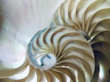 Inner structure of a Nautilus shell, illustrating Arnold Aho's class, Form in Nature and Design. Photo provided by CSC.