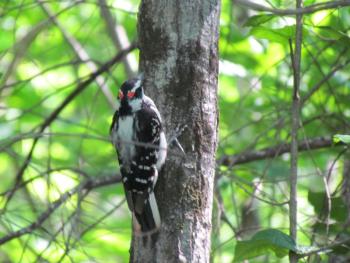 The hairy woodpeckers is always dominant to their smaller look-alike, the downy woodpecker. Courtesy of Jeff Wells