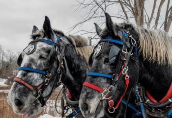 Wiscasset Holiday Marketfest. Bob Bond/40 Federal Studio 