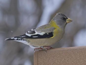 A female-plumaged evening grosbeak showed up in the authors' neighborhood recently, part of a wave of evening grosbeak sightings across the state. Wikimedia Commons courtesy of Mykola Swarnyck